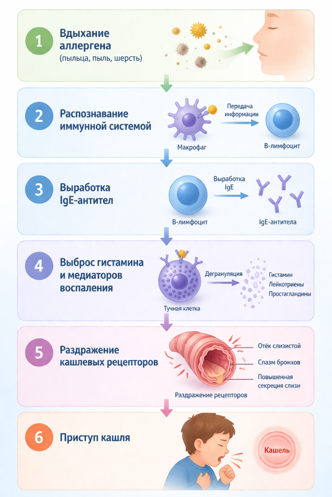 Механизм аллергической реакции
